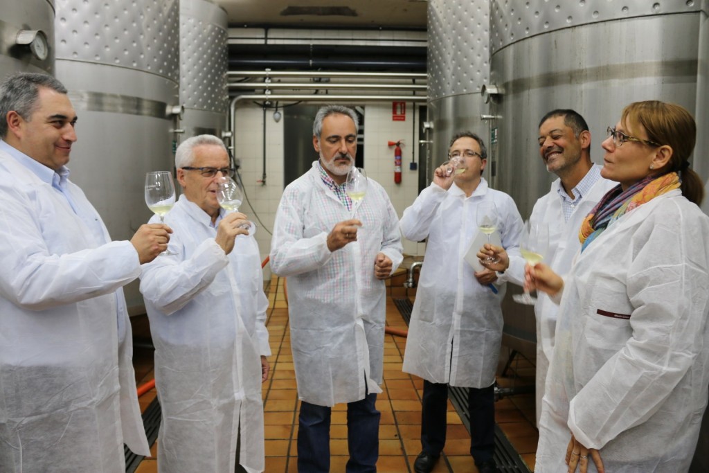 Arranque-vendima-comarca-Salnés-dentro-Denominación-Orixe-Rías-Baixas