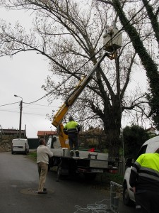 nigran-fumiga-18-ninos-activos-de-avispa-asiatica-en-so-dous-dias-nunha-accion-sen-precedentes