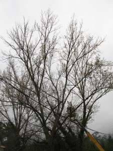 nigran-fumiga-18-ninos-activos-de-avispa-asiatica-en-so-dous-dias-nunha-accion-sen-precedentes